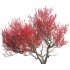 Ilex verticillata – Winterberry 03 - Thumbnail 3