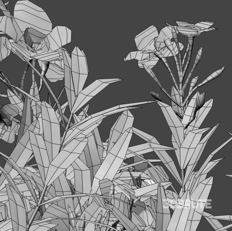 Nerium Oleander – Laurier – 01 Image 4