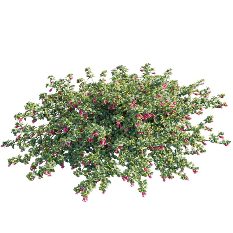 Correa reflexa – Native Fuchsia – Grevillea wilsonii 01 Image 3