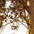 Betula Pendula Tree 09 - Thumbnail 3