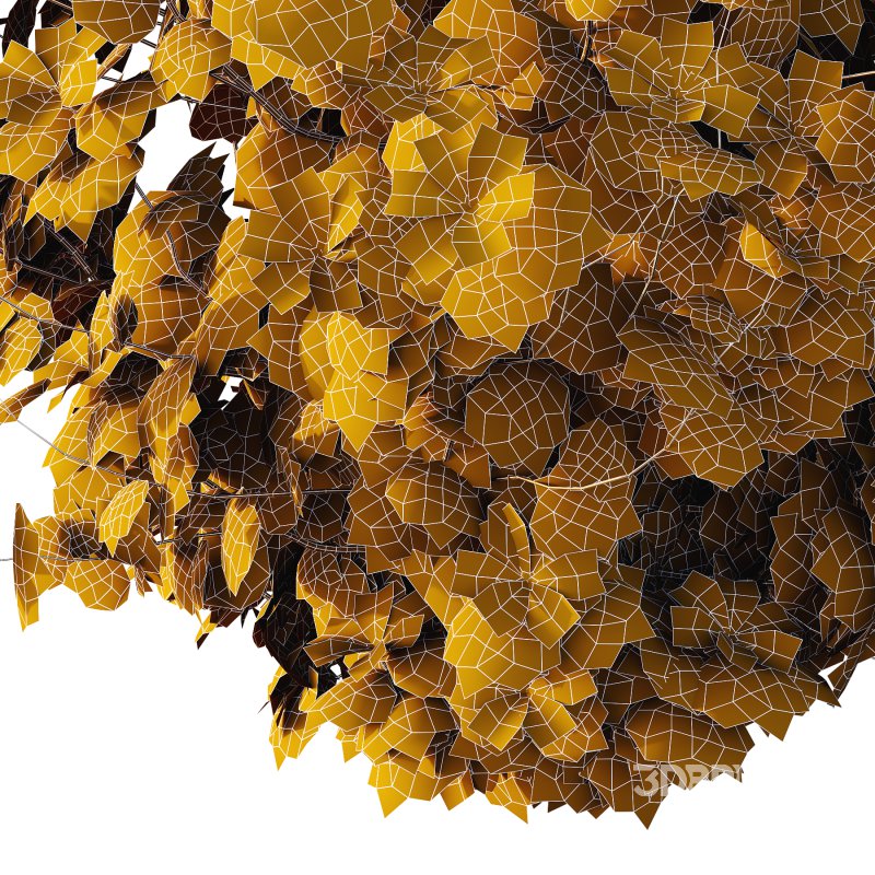 Different bush 09 Image 6