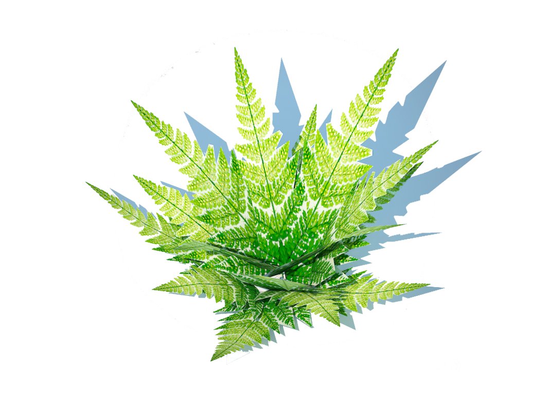 Dryopteris marginalis – wood fern Image 2