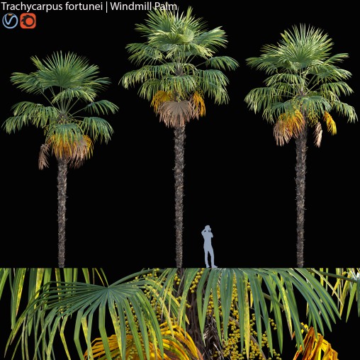 Trachycarpus fortunei – Windmill Palm – Chusan Palm – 01