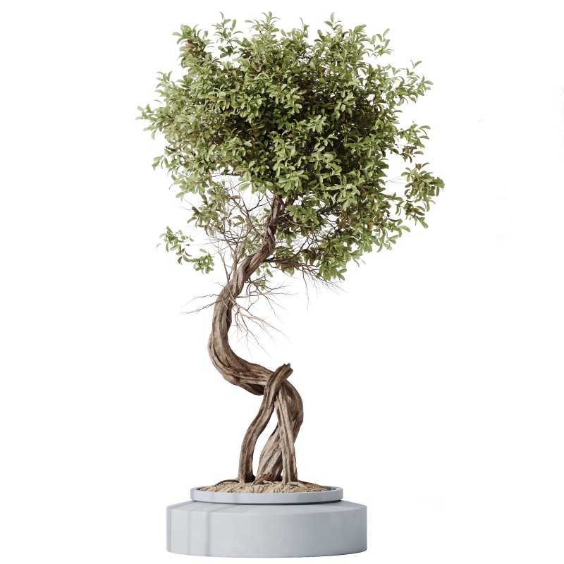 AV Indoor plants set 211 Ficus Bonsai Ginseng and ParadiseBird and Areca Majesty Cat Reed Palm Image 5