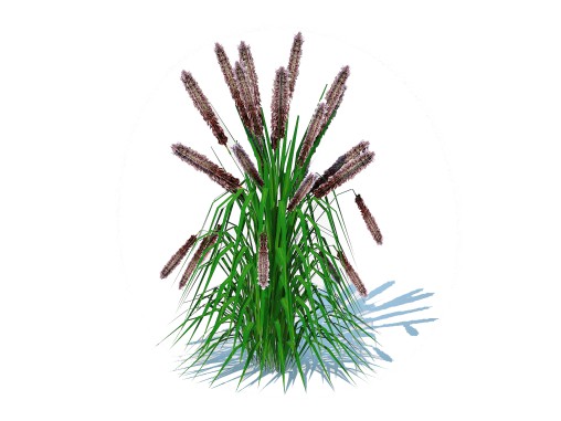Pennisetum alopecuroides – Moudry Fountain Grass