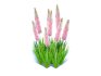 Eremurus – Foxtail Lily_Pink - Thumbnail 3