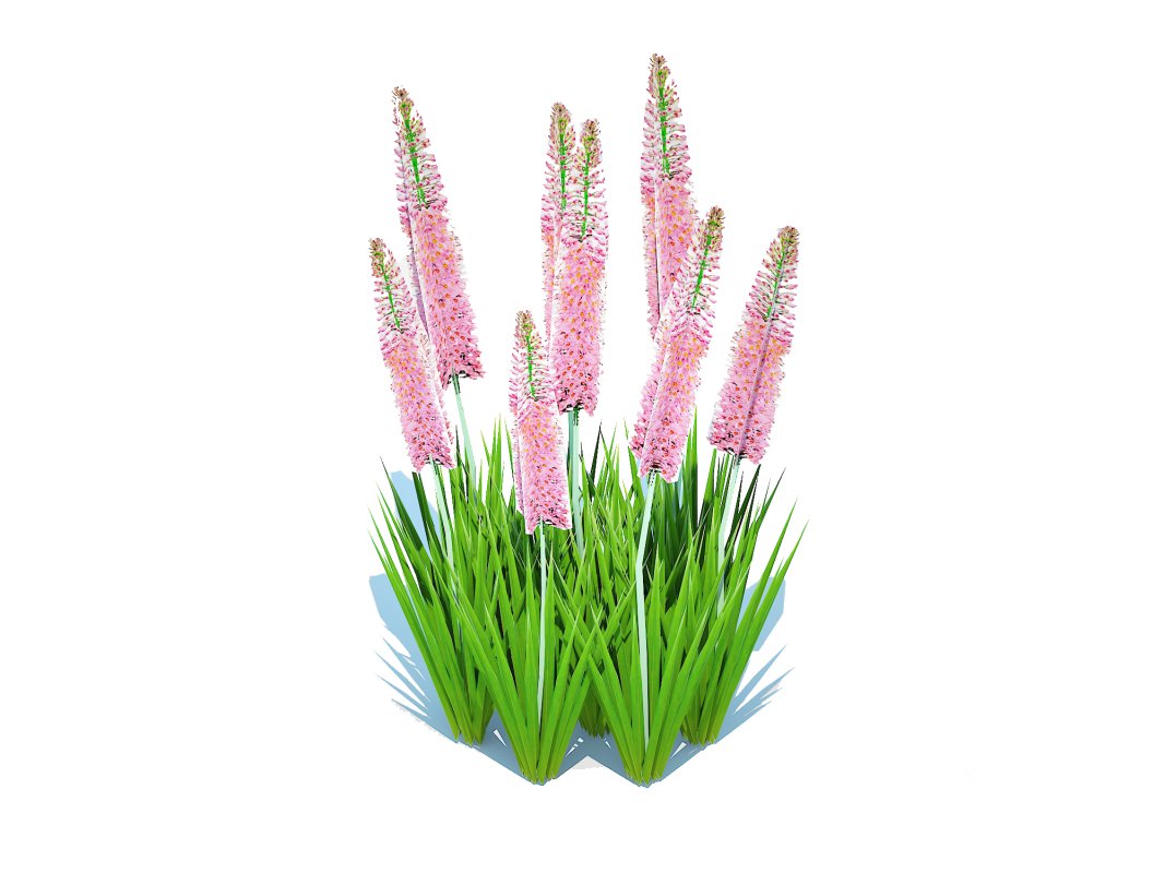 Eremurus – Foxtail Lily_Pink Image 3
