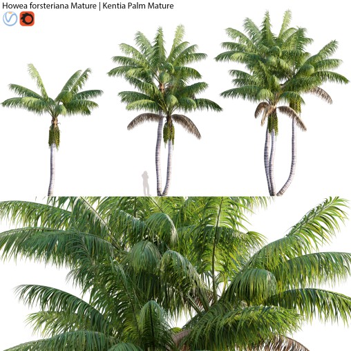 Howea forsteriana Mature – Kentia Palm Mature – 02
