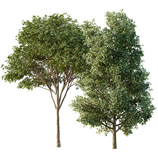 AV Tulip poplar and Gray alder alnus incana 2 trees