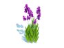 Iris germanica – Purple Bearded Iris - Thumbnail 2