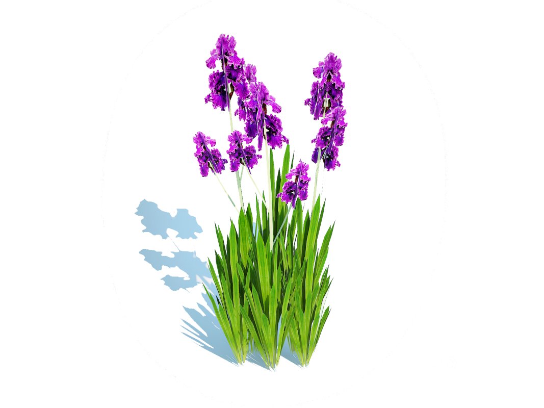 Iris germanica – Purple Bearded Iris Image 2