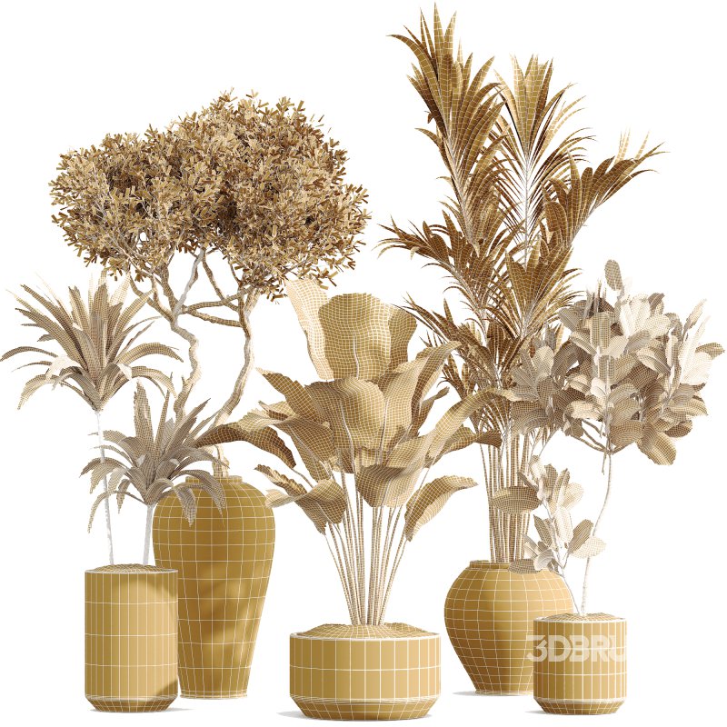 AV Indoor PlantsSet 224 Mission Olive Areca Palm Dracaena Lemon Ficus Melany Cuban Cigar Image 6