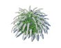 Spirea - Thumbnail 5