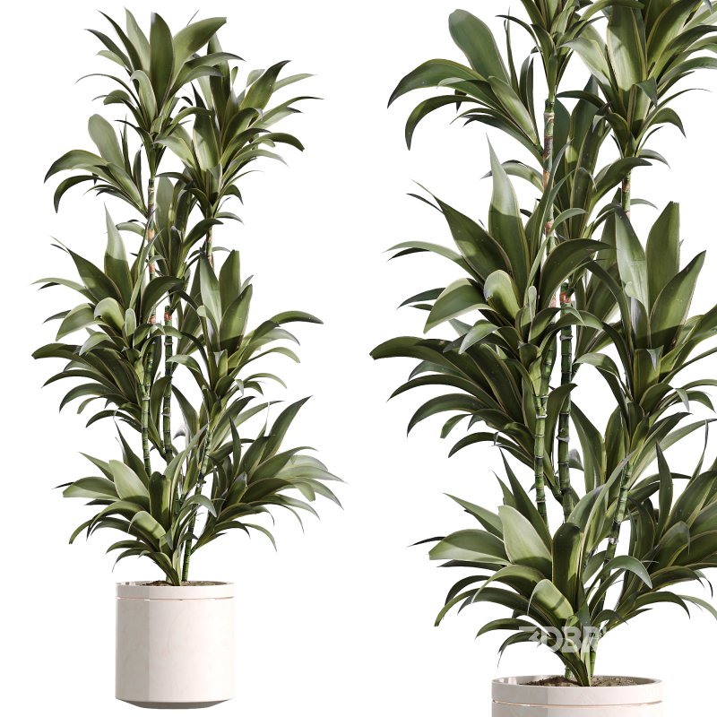 AV Indoor Plant Set 216 Olive Artificial Dracaena Warneckii Lemon Calathea Lutea Areca Palm Image 5