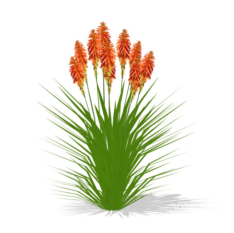 Kniphofia uvaria Image 3