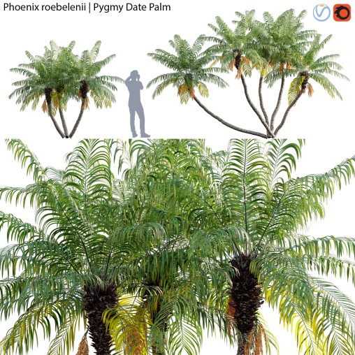 Phoenix roebelenii – Pygmy Date Palm – 02