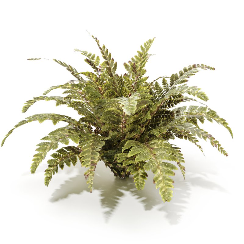 Tropical Crocodile Fern Decorative Bush Image 3