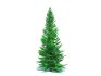 Abies fraseri- Fraser Fir -Medium - Thumbnail 4