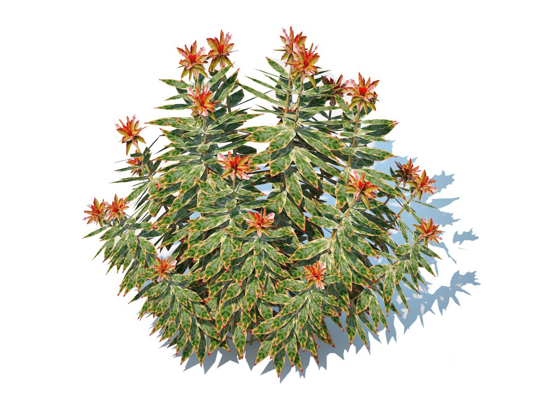 Euphoriba – Helena Image 3