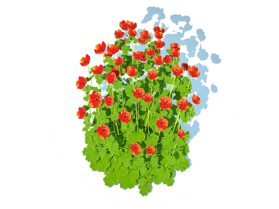 Geum – Sunkist Lime Image 1