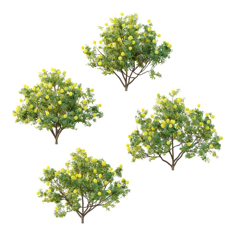 Rhododendron Arboreum Bush 07 Image 2