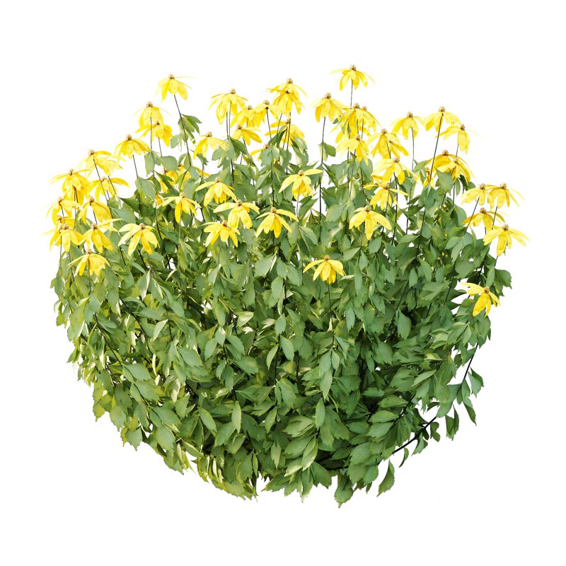 Different bush 08 Image 5