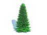 Abies Concolor – Silver Fir – Large - Thumbnail 3