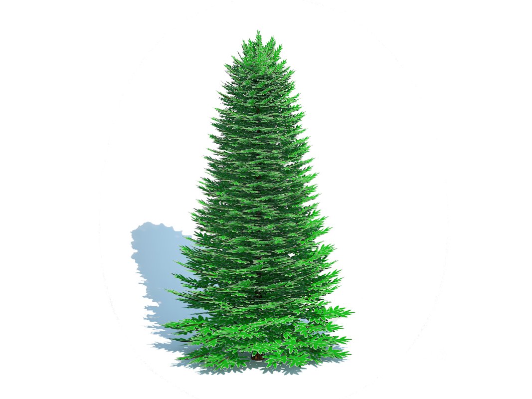 Abies Concolor – Silver Fir – Large Image 3