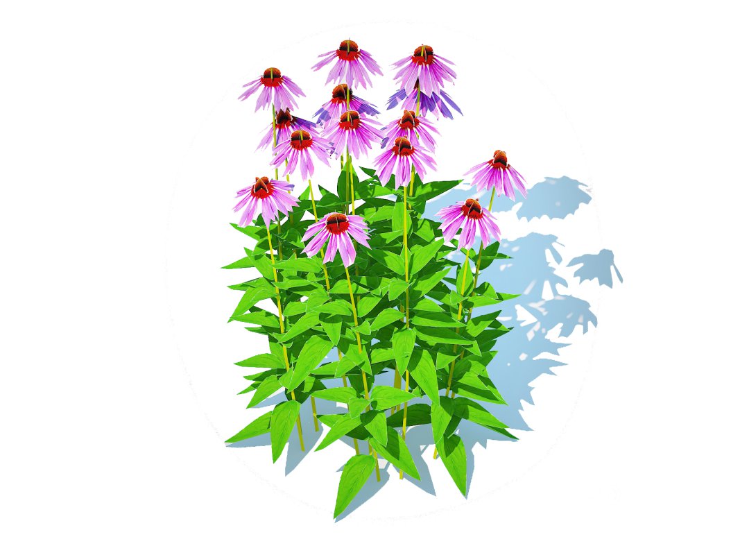 Echinacea – purple coneflower Image 2