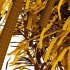 Bamboo Bambusoideae Bush 01 - Thumbnail 5