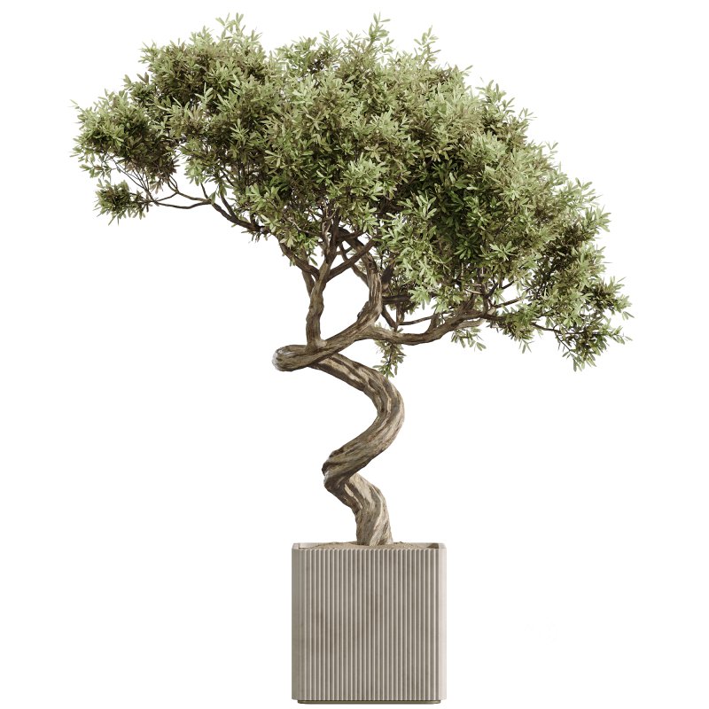 AV Indoor Plants Set 236 Mission Kalamata Leccino Arbequina Wilsonii Chemlali Olive Image 1