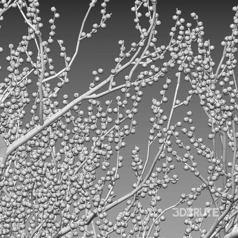 Ilex verticillata – Winterberry 03 Image 6