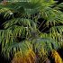 Trachycarpus fortunei – Windmill Palm – Chusan Palm – 02 - Thumbnail 2