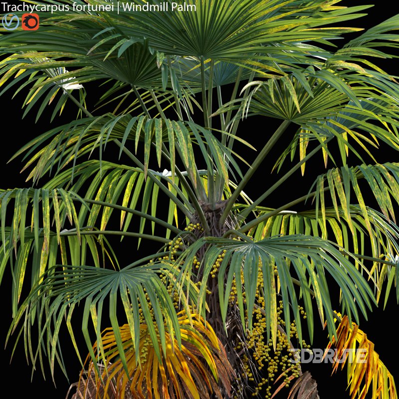 Trachycarpus fortunei – Windmill Palm – Chusan Palm – 02 Image 2