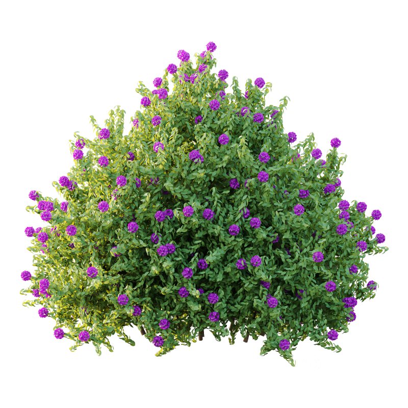 Rhododendron Arboreum Bush 06 Image 2