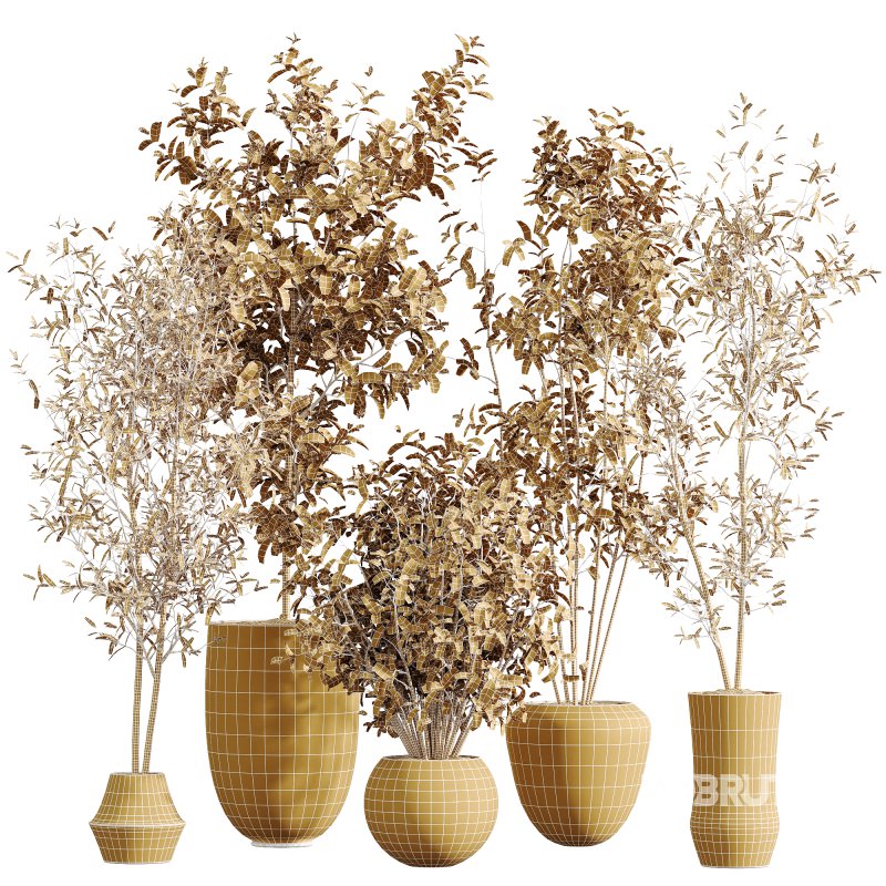 AV Indoor plants set 213 Beech Olea Europaea Olive Eucalyptu Joyplants Mini Fig Image 6