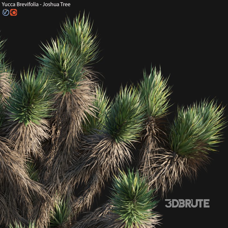 Yucca Brevifolia – Joshua Tree – 01 Image 3