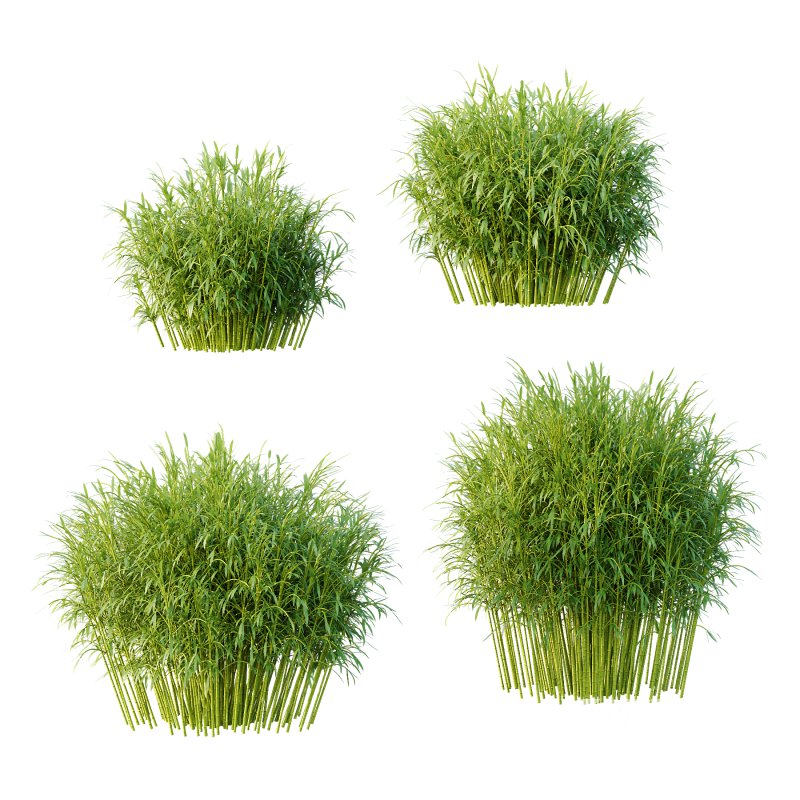 Bamboo Bambusoideae Bush 01 Image 1