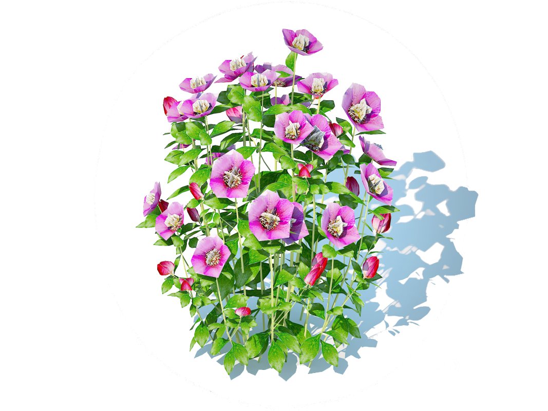 Helleborus orientalis – Lenten rose Pink Image 1