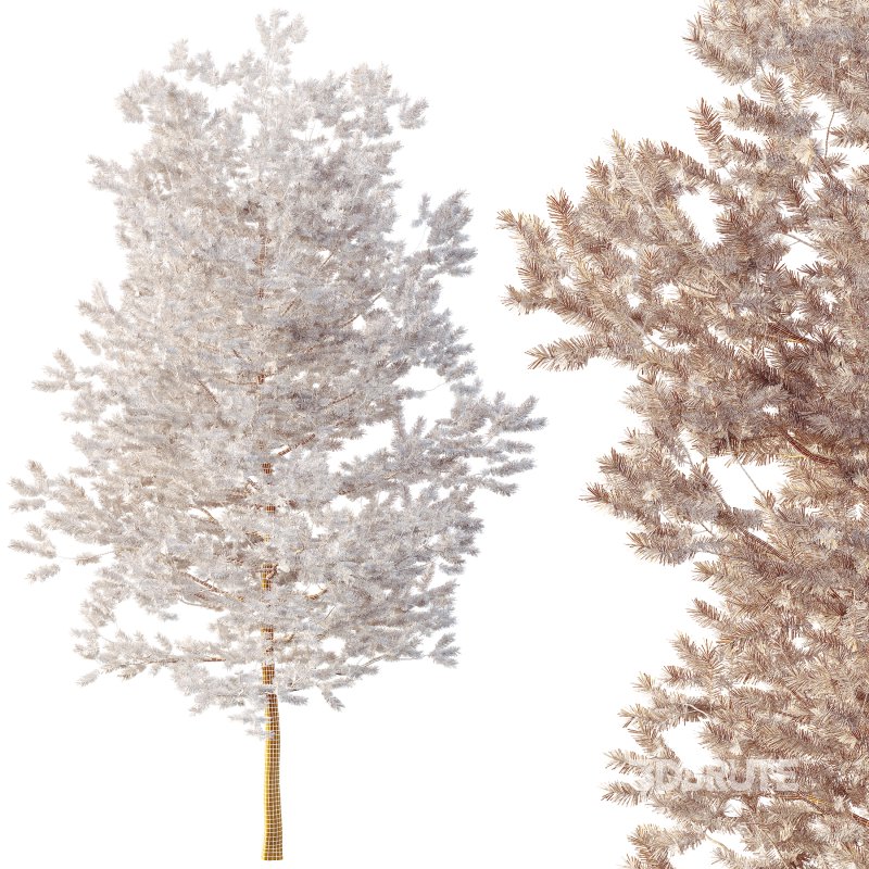 AV Plants Mountain Pine Needles Mugo Pinus Swiss Image 3