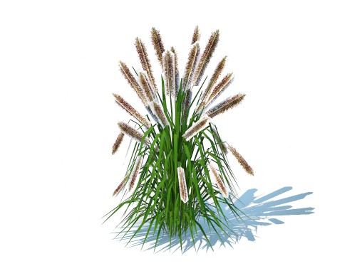 Pennisetum alopecuroides
