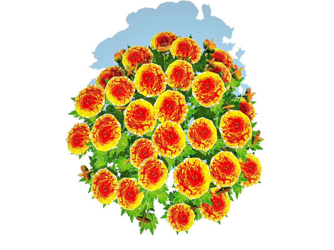 Chrysanthemum – Hardy Mum_orange Image 3