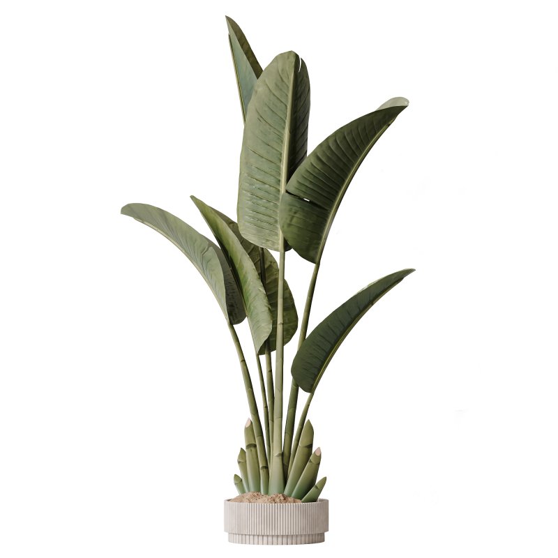 AV Indoor Plant Set 217 Mission Olive ParadiseBird Rhapis Excelsa Lady Palm Ravenala Banana Strelitzia Nicolai Image 1
