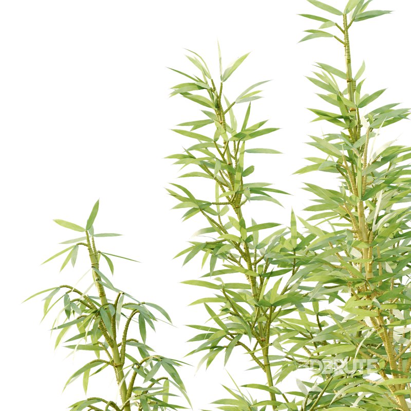Bamboo Bambusoideae Tree 03 Image 2