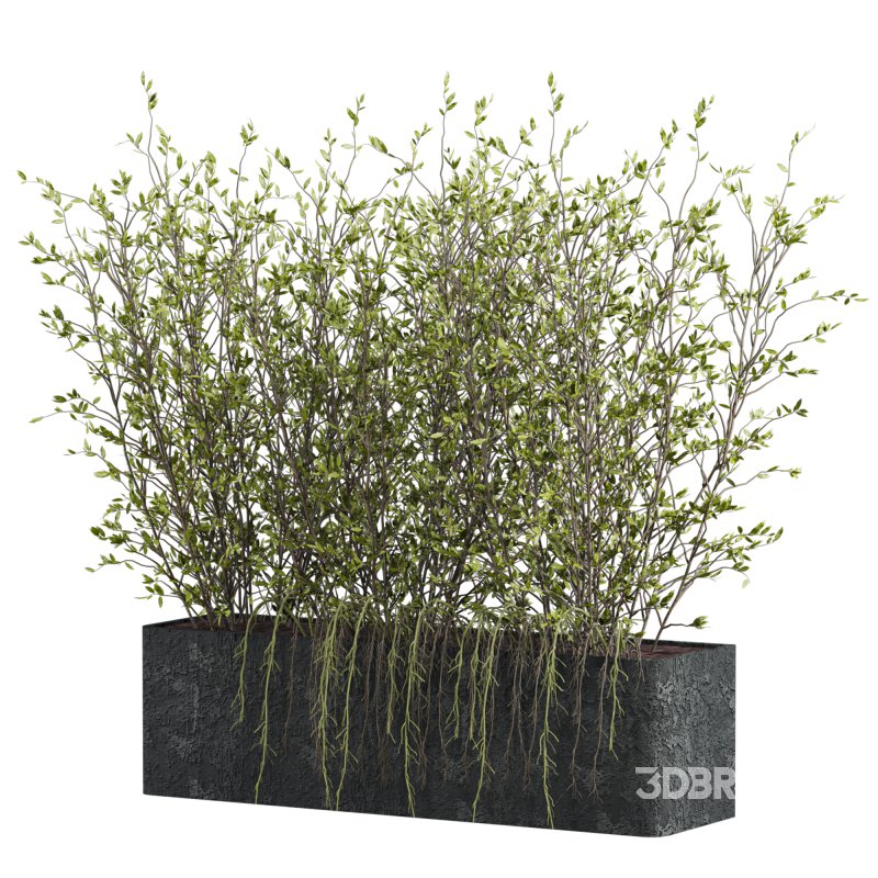 potted plant Image 1