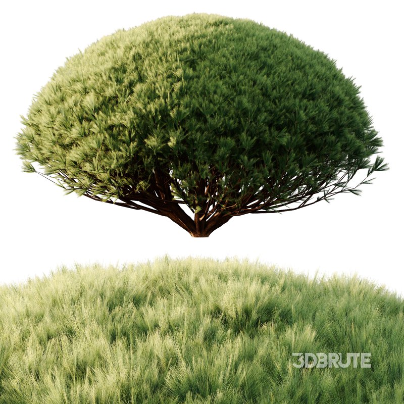 Pinus Mugo Bush001 Image 5