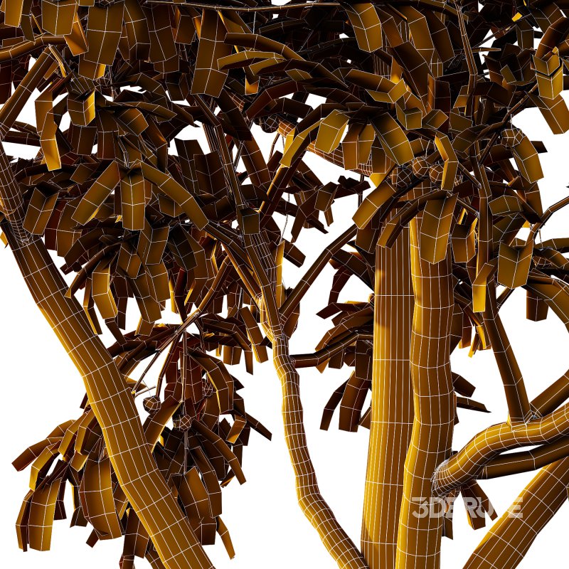 Prunus pseudocerasus Diospyros Kaki Fruit Tree 01 Image 5