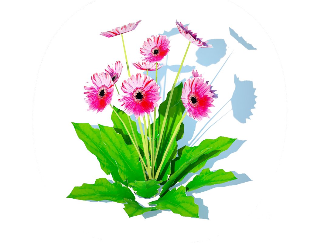 Gerbera – Gerbera Daisy_Pink_Flower Image 3