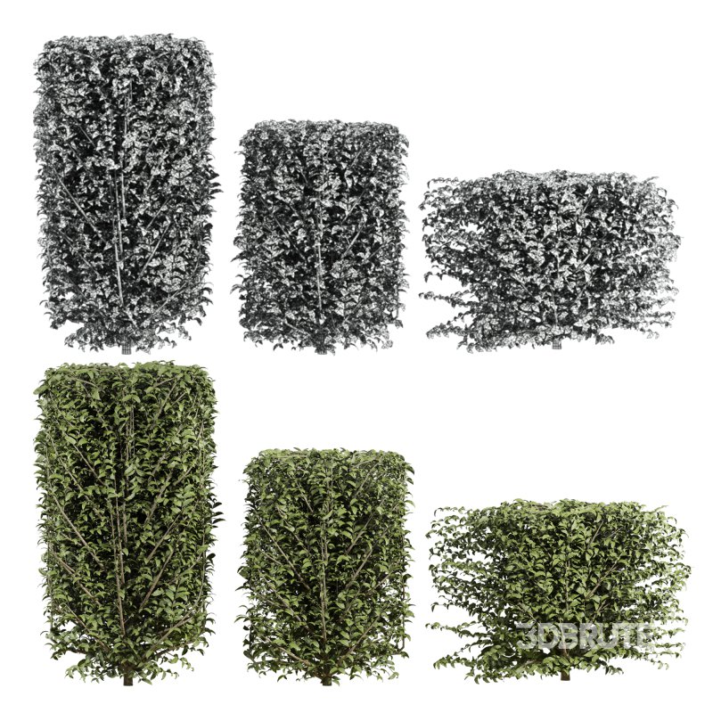 bush plants set Image 5