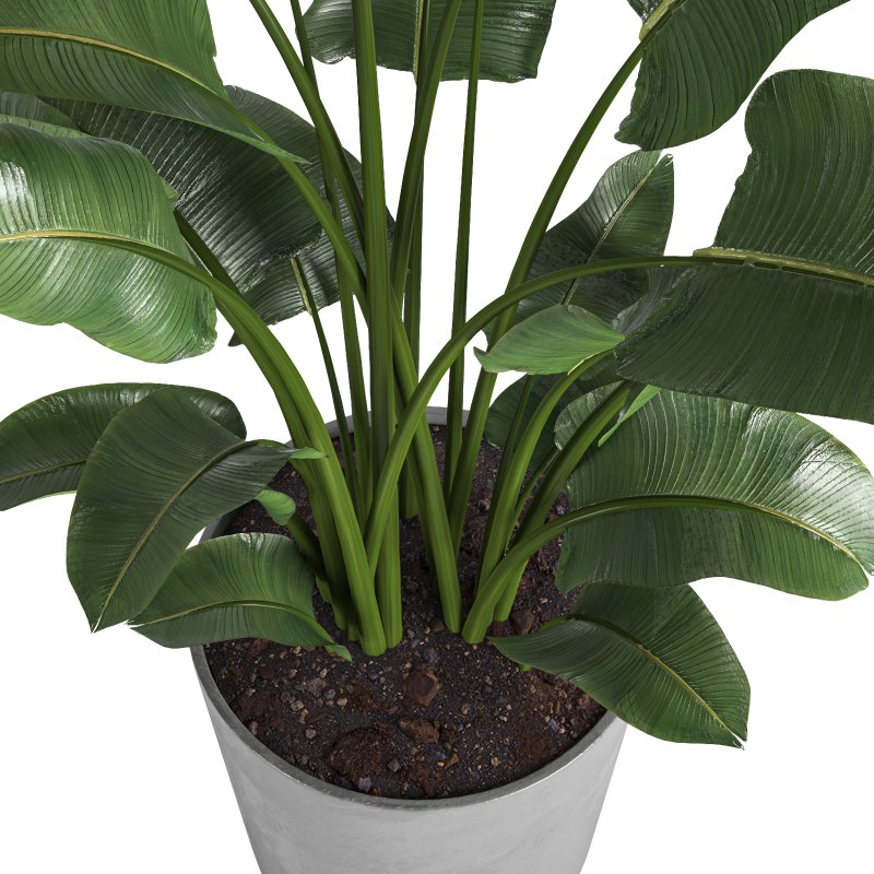 indoor plant 02 Image 3